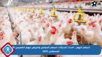 أسعار اليوم.. أحدث تحديثات أسعار الدواجن والبيض ليوم الخميس 28 أغسطس 2025